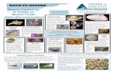 Beach Combing: A Guide to other common NJ shells, Beach Finds files... · case that you most likely have seen on the beach. Moon snails spend time both in the shallow and deep ocean.