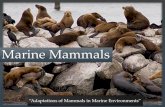 Marine Mammals - Aquatic Sciencecyfairaquatics.weebly.com/uploads/2/2/9/5/22953618/marinemamm… · Many marine mammals communicate with sound: Echolocation –emit sounds or clicks