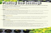 Planting Tree Seedlings - Wellington County · Planting tree seedlings is fun and can be a great family activity! Here are a few tips and tricks that . will help ensure your seedlings