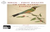 Birds - first images of our avian fauna · Birds - first images of our avian fauna P a g e | 3 Recent introductions: birds recently introduced by humans; some, such as the European