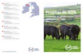 Foyle Proteins 6 Pruebas de ADN - Foyle Food Group€¦ · Foyle Ingredients 52 Doogary Road, Omagh, County Tyrone, Northern Ireland BT79 0BQ. T +44 (0) 2882 243201 F +44 (0) 2882