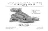Muck Vegetable Cultivar Trial & Research Report 2013 Vegetable...Research and Cultivar Trial Report for 2013 University of Guelph Office of Research & Department of Plant Agriculture