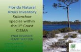 Florida Natural Areas Inventory - BugwoodCloud · Kalanchoe (Kalanchoe spp.) – Low/no forage value for gopher tortoises. Nonnative species. Attractive flowers, greenery and fruit.