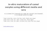 In-vitro maturation of camel oocytes using different media and seraeaap.org/Annual_Meeting/2015_warsaw/S54_07.pdf · 2016-10-25 · Oocyte number Criteria of maturation Germinal vesicle