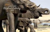 HWANGE Elephant Collaring · The aim of the project is to improve understanding of elephant movements and habitat use in Hwange National Park where elephant density is one the world’s