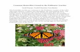 Common Butterflies Found in the Pollinator Garden · to overwinter. In Florida, the butterflies will migrate back and forth along the east coast, overwintering in Florida. Monarch