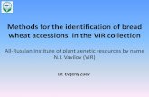 Methods for the identification of bread wheat accessions in the … · 2019-09-30 · Methods for the identification of bread wheat accessions in the VIR collection All-Russian Institute