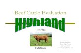 Beef Cattle Evaluation - Skye High Farms Beef Cattle Evaluation highland editio… · a beef breed must exhibit volume, capacity and dimension. Asses an animals volume from a profile