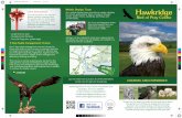 Hawkridge Birds of Prey Centre - Gift Vouchers …...in a falconry centre. Accompany and assist the Falconer as they train and ﬂy these magniﬁcent predators Your child will get