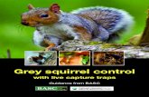 Grey squirrel control - British Red Squirrel · Grey squirrel control is a legal activity which does not need to be licensed. ... Practice on trapping pest mammals for guidance on