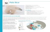 Polar Bear - schools.wwf.ca · • The Latin name for polar bear is . Ursus maritimus, which means ‘sea bear.’ • Typically, an adult male polar bear is an astonishing 8-10 ft.