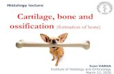 Histology lecture Cartilage, bone and ossification ... · tissue) and internal layer (loose collagen connective tissue, osteoprogenitor cells), in both layers - vessels Endosteum