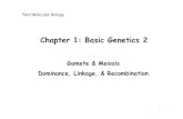 Chapter 1: Basic Genetics 2contents.kocw.or.kr/document/Week2_Basic Genetics(2).pdf · Plant Biotechnology Lecture 2 Gamete & Meiosis Dominance, Linkage, & Recombination 3. Basic