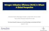 Nitrogen Utilization Efficiency in wheat: A global physiological …sefimec.csic.es/wp-content/uploads/2019/03/2.1NUtE-in... · 2019-03-25 · Nitrogen Utilization Efficiency (NUtE)