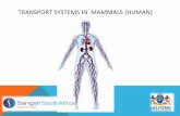 TRANSPORT SYSTEMS IN MAMMALS (HUMAN) · 2018-09-10 · TRANSPORT SYSTEMS IN MAMMALS (HUMAN) Here are some important terms: 1. Deoxygenated 2. Oxygenated 3. ... body. 6. Artery that