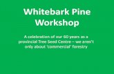 Whitebark Pine Workshop · BC Tree Seed Centre “Excellence in Cone and Seed Services” – 13 regular staff – 4-8 auxiliary/seasonal staff • Cone and Seed Processing ($) •