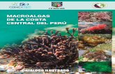MACROALGAS DE LA COSTA CENTRAL DEL PERÚ · costa central del Perú usando código de barras de ADN, en la perspectiva de sus usos potenciales y aplicaciones biotecnológicas”,