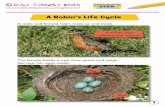 A Robin’s Life Cycle€¦ ·  © After two weeks, chicks hatch from the eggs. 2 The female robin sits on the eggs to keep them warm. Chick