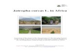 Jatropha curcas L. in Africa - Timberwatch · Jatropha curcas in Africa – an Evaluation Reinhard K. Henning, bagani, Rothkreuz 11, D-88138 Weissensberg, Germany e-mail: henning@bagani.de,