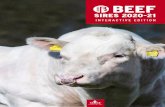SIRES 2020-21 · BRITISH BLUE NORBRECK AGILE DE LA PRAULE EAR TAG: BE8-57807693 NORBRECK AGILE DE LA PRAULE PROGENY n Semex best BB bull for calf quality. n Average calf size with