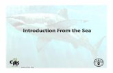 Fabio IFS Presentation...IFS: Resolution Conf. 14.6 (Rev. CoP16) • “Introduction from the sea” means transportation into a State of specimens of any species which were taken