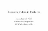Creeping indigo in Pastures - Volusia County, Florida · – Soil sample, improve fertility if necessary 2. Proper grazing – 1 acre will accommodate 600-700 lbs of horse – Try