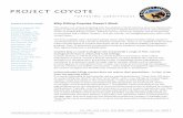 Why Killing Coyotes Doesn’t Work · coyotes are more likely to prey on easy targets like livestock or pets. Additionally, exploited coyote packs are more likely to have increased