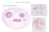 Basic Blood Vessel Histology! - Class Syllabus · Basic Blood Vessel Histology! Note difference between the artery and the vein, the thickness of the vessel wall relative to the lumen