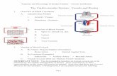 The Cardiovascular System: Vessels and Routes - Noel Ways and Physiology II... · Anatomy and Physiology II Student Outline – Vessels and Routes Page 1 The Cardiovascular System: