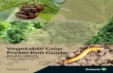 Vegetable Crop Protection Guide - Information for commercial vegetable production … · 2020-04-06 · inter-cropping • water management (i.e., drainage, irrigation management)