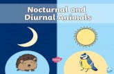 Awake during the Day ... What do you think diurnal animals do at night-time? Diurnal animals sleep at night-time. That includes humans! Diurnal Animals Diurnal animals are best suited