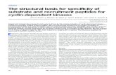 articles The structural basis for specificity of substrate ...alpha.life.nthu.edu.tw/~92s53/final project/ncb1199_438.pdf · linA3’ is defined in Methods). The substrate peptide