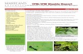 TPM/IPM Weekly R epo rt - extension.umd.edu€¦ · Control: Now is the time to apply Bt or Conserve. Flea Beetles Flea beetles are damaging hibiscus this week in Ellicott City. Adults