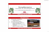 Soybeans - Nebraska Extension Growth & Development.pdf- Alternate on stem - Long petioles. 3/4/2019 4 Soybean Plant Parts ... ”Green to the eye by the ... Timeline for Soybean Yield