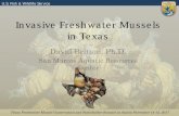 Invasive Freshwater Mussels in Texas · Frontiers in Ecology and the Environment Volume 6, Issue 4, pages 180-184, 1 MAY 2008 DOI: 10.1890/070073