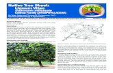 Native Tree Sheet: Lignum Vitae - Geographic Consulting · 2011-10-03 · Native Tree Sheet: Lignum Vitae Guaiacum officinale Caltrop Family (ZYGOPHYLLACEAE) Common Names Lignum vitae