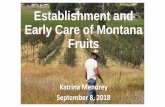 Establishment and Early Care of Montana Fruitsagresearch.montana.edu/warc/guides/Planting Early...conditions allow in the spring • Fall planting risks cold injury • Plant early