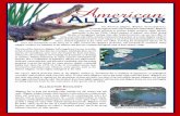 Savannah River Ecology Laboratory | Archive pagesarchive-srel.uga.edu/outreach/factsheet/AlligatorBrochure.pdf · The American alligator, Alligator mississippiensis, occurs throughout