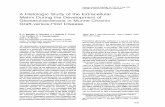 of ofPatbologts Histologic Study Extracellular Matrix ... EC 1992.pdf · ECMand Glomerulosclerosis in Murine Chronic GvHD 1149 AJPMay1992, Vol. 140, No. 5 and peroxidase-labeled swine