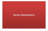 Heme Metabolism€¦ · Heme synthesis in erythroid cells relatively constant, and is matched to the rate of globin synthesis. The initial reaction and the last three steps in the