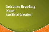 Selective Breeding Notes - flippedoutscience.com€¦ · Notes (Artificial Selection) Let’s recap from last time! •Natural selection - The process by which individuals that are