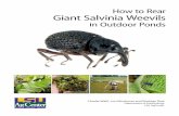 How to Rear Giant Salvinia Weevils · The salvinia weevil was first intro-duced into Australia in the 1980s, and it has successfully managed giant salvinia infestations (Room et al.