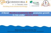 A Novel Bacillus aryabhattai MS3 promotes growth …gobeshona.net/wp-content/uploads/2018/01/2.Muhammad...2018/01/02  · A Novel Bacillus aryabhattai MS3 promotes growth in rice under