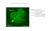 Synaptic T ransmission and its Modulation Synaptic transmission 1 ... slides/synaptictrans... · Synaptic transmission 1) Communication within the nervous system 2) A site of plasticity