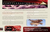 Source : Melissa Brower, CDC - SKSHEEP.COM Campylobacteriosis... · 2018-03-05 · CAMPYLOBACTERIOSIS : WARNING : AGENTS INVOLVED Source : Melissa Brower, CDC Campylobacteriosis is