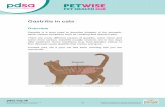 Gastritis in cats - PDSA · Gastritis in cats Overview Gastritis is a term used to describe irritation of the stomach, which causes symptoms such as vomiting and stomach pain. There