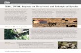 FERAL SWINE: Impacts on Threatened and Endangered Species...swine have played a role in the decline of nearly 300 native plants and animals in the United States; over 250 of these
