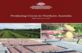 Producing Cocoa in Northern Australia · good prices (above AU$2,500/t dry bean) and high productivity of harvesting and processing. Mechanised pod splitting and bean separation machinery