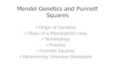 Mendel Genetics and Punnett Squares - Biologythestudyoflivingthings.weebly.com/uploads/1/3/4/4/...Mendel Genetics and Punnett Squares Origin of Genetics Steps of a Monohybrid cross