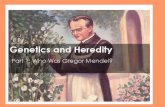 Inheritance Theory Prior to Mendel - Plainview · Gregor Mendel “Father of Genetics ” Mendel’sWork –Studied heredity –the passing of characteristics to offspring by their